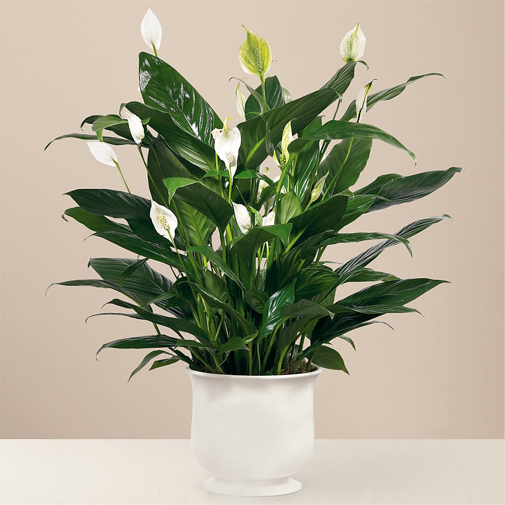 Comfort Planter – KIMBERLY'S FLORAL, Dallas PA