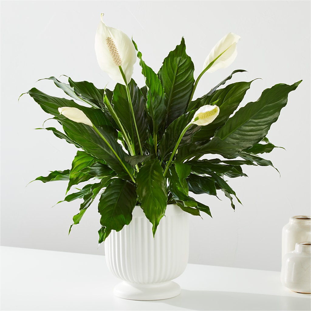Comfort Planter – KIMBERLY'S FLORAL, Dallas PA