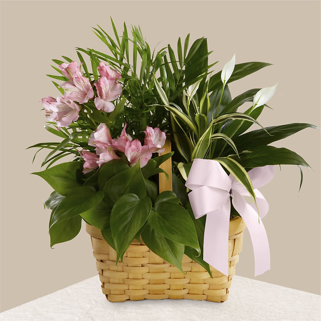 Living Spirit Dishgarden – KIMBERLY'S FLORAL, Dallas PA