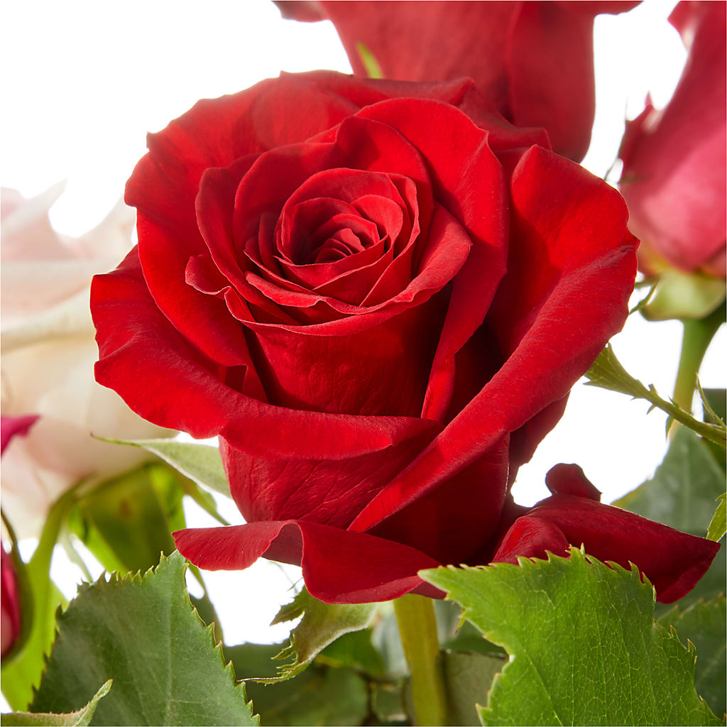 Love Notes Rose Bouquet – KIMBERLY'S FLORAL, Dallas PA