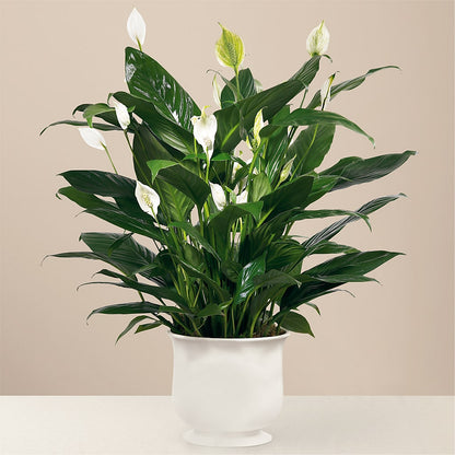 Comfort Planter – KIMBERLY'S FLORAL, Dallas PA