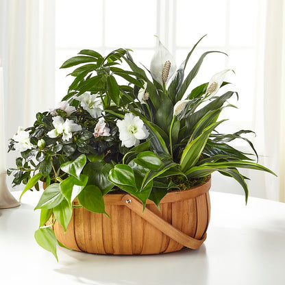Serene Dishgarden – KIMBERLY'S FLORAL, Dallas PA