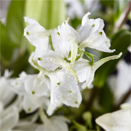 Classic Ivory – A Florist Original – KIMBERLY'S FLORAL, Dallas PA